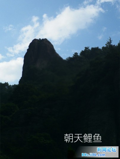 朝天鲤鱼（DSCF4074）.JPG