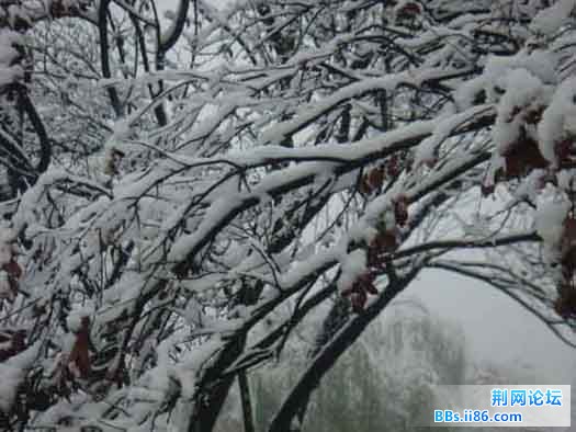 树枝上厚厚的雪.jpg