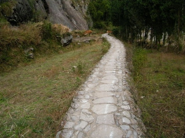 DSCF5095牛.JPG