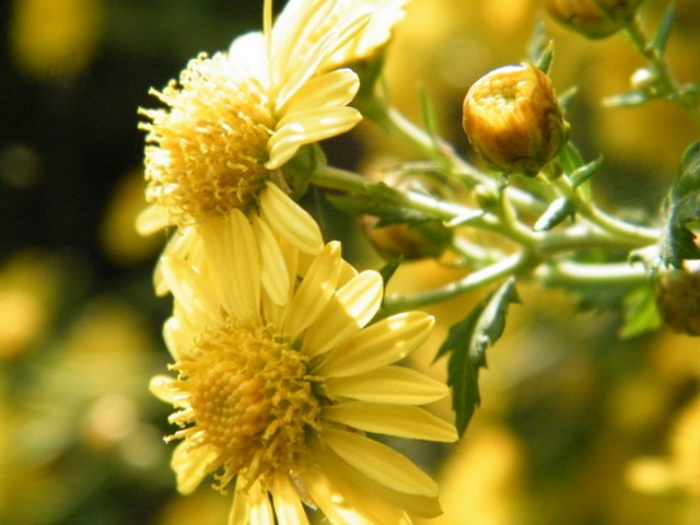 野菊花DSCF5313.JPG
