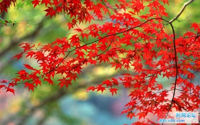 红枫.jpg