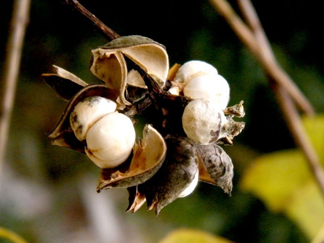 小特写DSCF5378.JPG