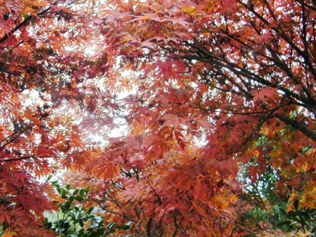 DSCF5710.JPG