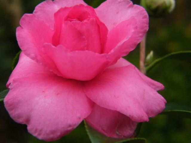 DSCF5729.JPG