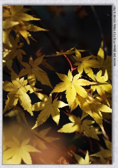 nEO_IMG_DSC_7827.jpg