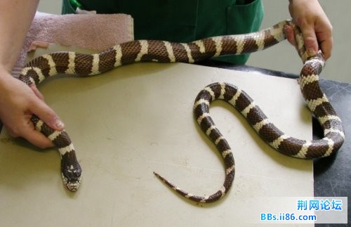 在兽医帮助下，王蛇终于吐出了自己的尾巴