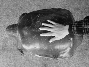 大甲鱼重达16.25公斤