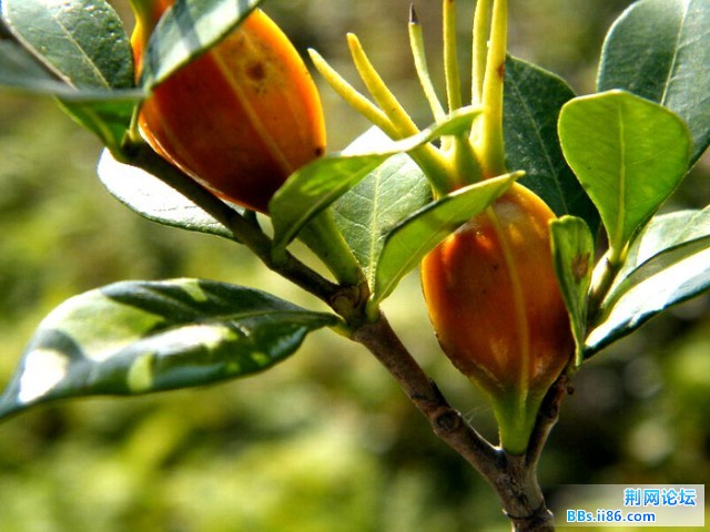 伤药.王子DSCF6497.JPG