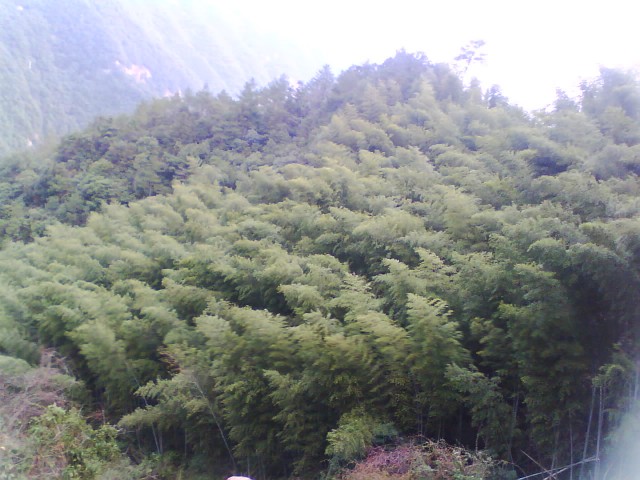 竹林