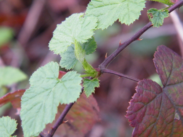 1DSCF0494.JPG