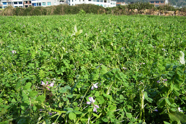 花草DSCF0813.JPG