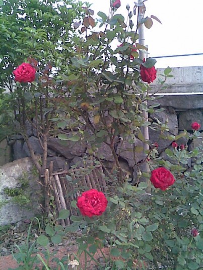 Image009.jpg