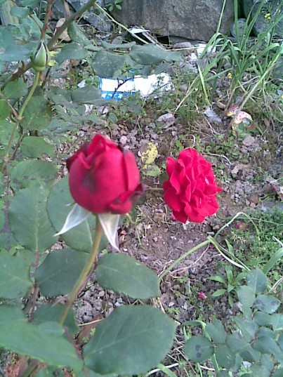 Image006.jpg