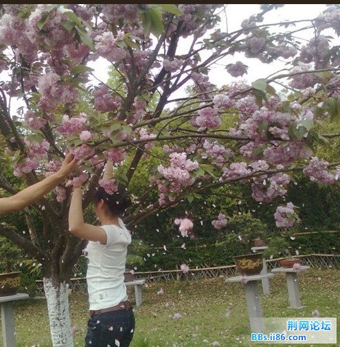 我好坏哦，摇樱花