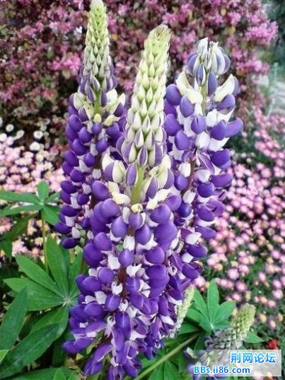鲁冰花5.jpg