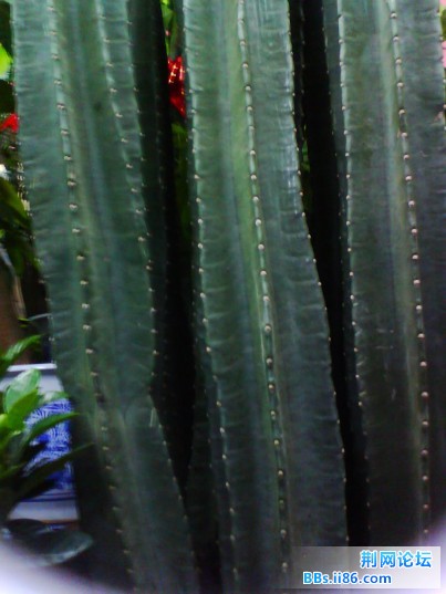 这家伙有一楼层这么高