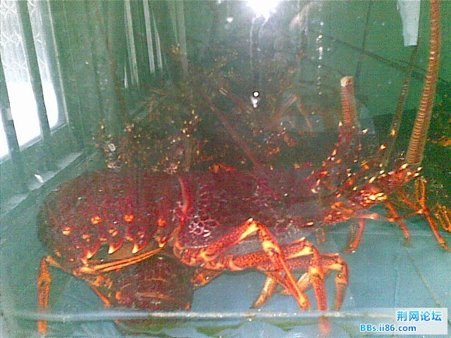 好大的龙虾啊。。