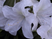白+红  杜鹃花