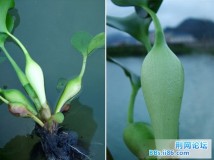 石门潭边水上花之三