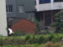 白露在田野