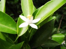 路边之野花
