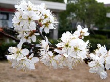樱桃花