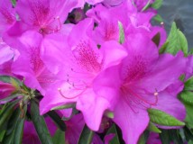 杜鹃花