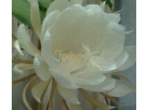 昙花一现