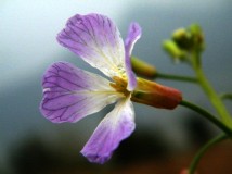 花、叶、芽的物写