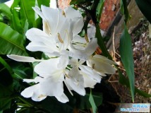 ？？花