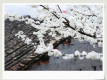 李花如雪