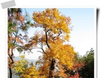 11月文成红枫古道，征友同行。