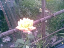月季花