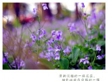 一季花香