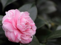 茶花图片（二） 粉红色茶花