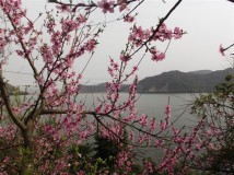 水岸桃花