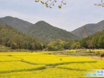 也拍油菜花