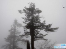雨务木公
