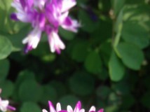 小花