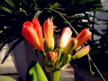 君子兰终于开花了！