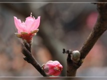 翁村桃花
