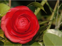 春暖花开