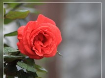 5.1国际劳动节，献上玫瑰花几束花