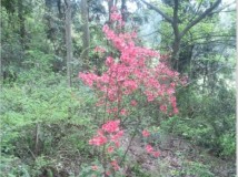 那些年，我们摘过的花