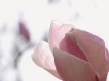 广玉兰--大特写