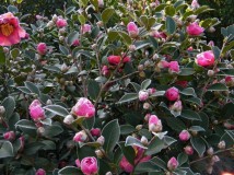 茶花迎霜开