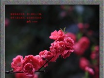 桃花似梅，梅似桃