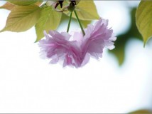 高调樱花